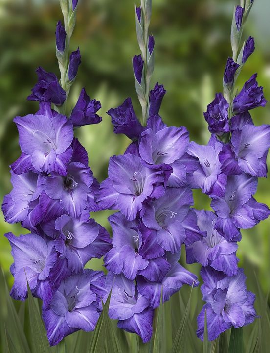 Gladiole Blue Isle Pachet 10 Bulbi