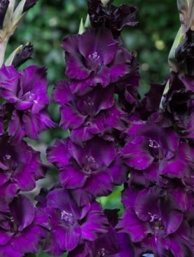 Gladiole Purple Flora Pachet 10 Bulbi