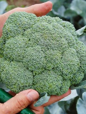 Broccoli Belstar F1 - Pachet 1000 Seminte