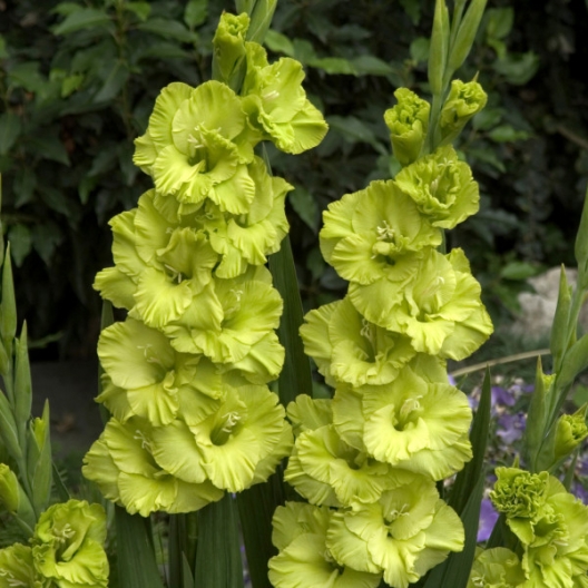 Gladiole Green Star Pachet 8 Bulbi