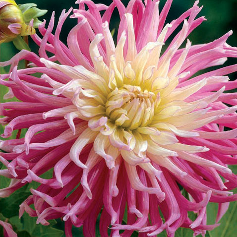 Dalia Star Favourite