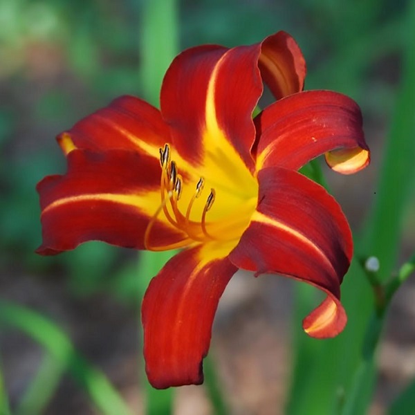 Hemerocallis Autumn Red