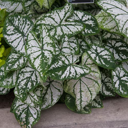 Caladium White Christmas
