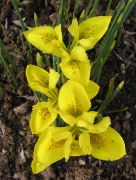 Iris Danfodiae Pachet de 10 Bulbi
