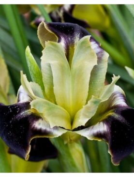 Iris Cap de Sarpe Pachet de 10 Bulbi