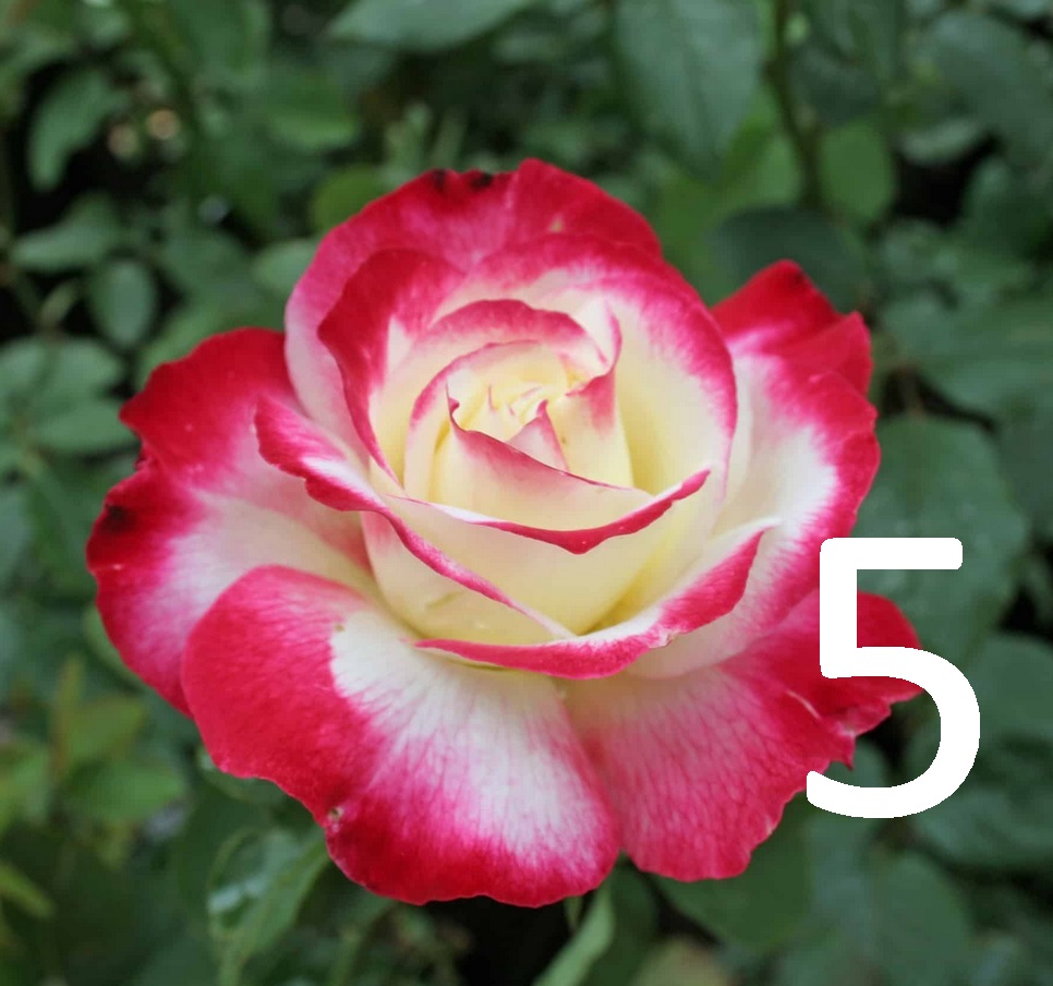 Butasi de trandafiri Double Delight