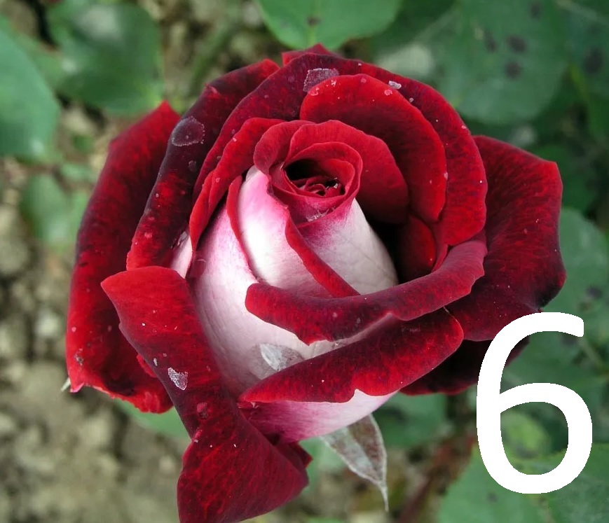 Butasi de trandafiri Osiria