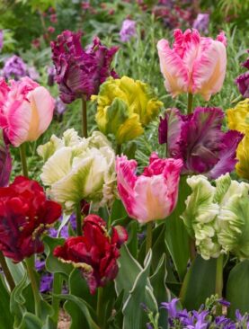 Pachet 14 Bulbi Lalele Papagal Exotice (Parrot Tulips)